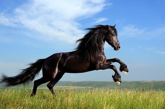 Inspiratiekaarten voor paardencoaching (4 sets van 20 kaarten), nabestelling bij de Kaartenset voor Paardencoaches