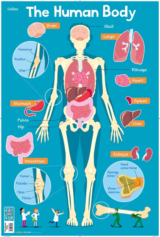 Human Body 11 Collins Childrens Poster