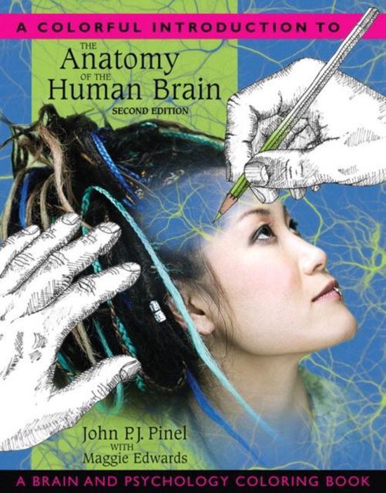 Colorful Intro To Anatomy Of Human Brain