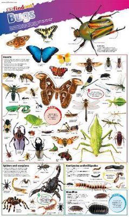 DKfindout! Bugs Poster