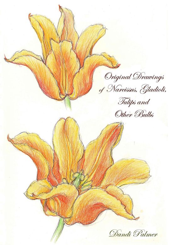 Sketchbook Drawings - Original Drawings of Narcissus, Gladioli, Tulips and Other Bulbs