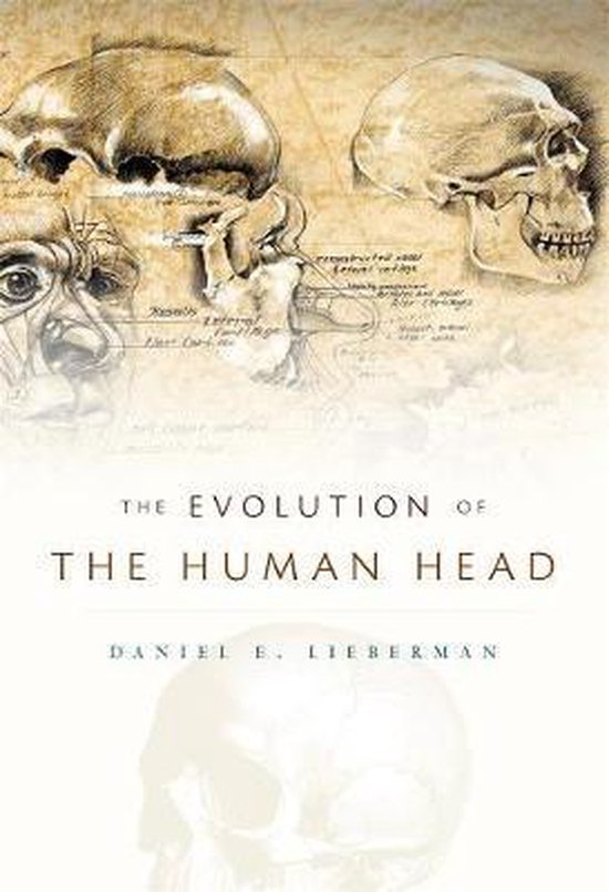 Evolution Of The Human Head