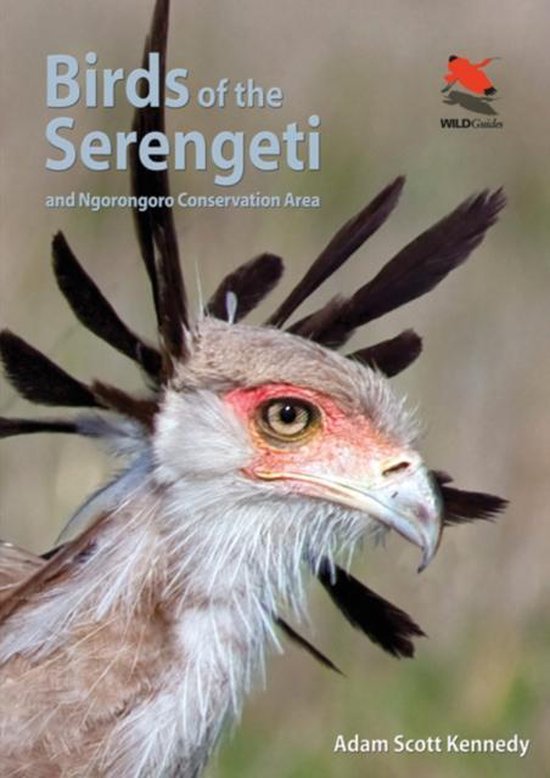 Birds Of The Serengeti