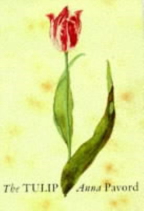 Tulip