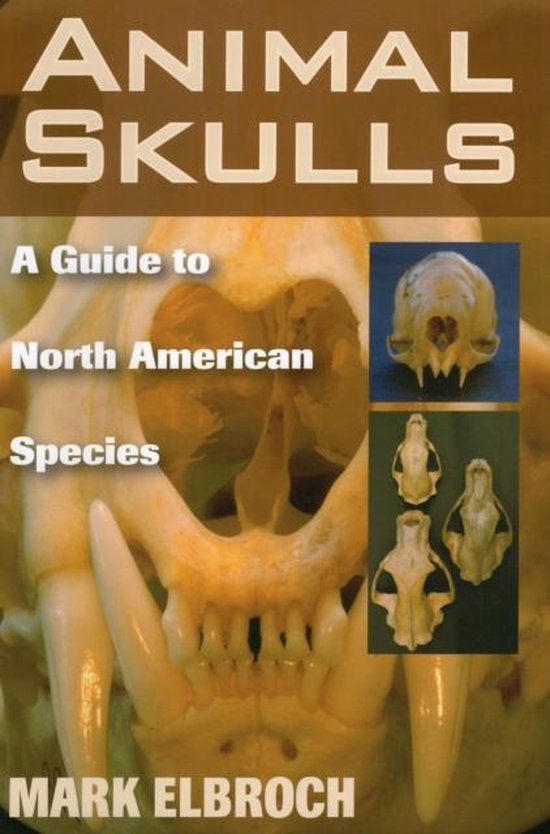 Animal Skulls