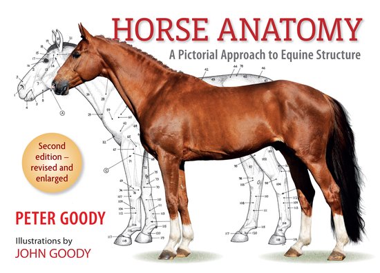 Horse Anatomy