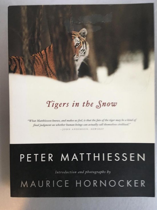 Tigers in the Snow