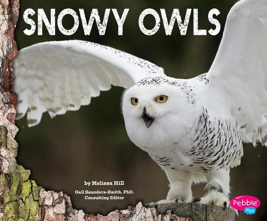 Owls - Snowy Owls