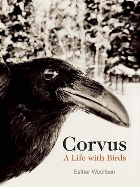 Corvus