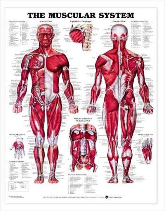 Muscular System Chart Laminated