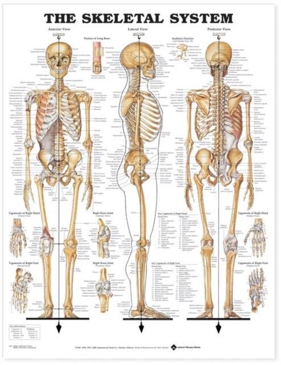 SKELETAL SYSTEM ANATOMICAL CHA