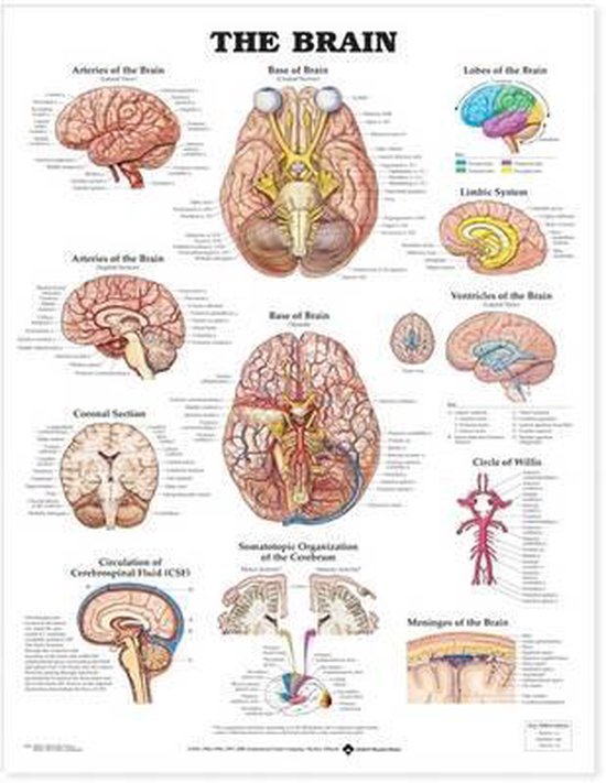 Brain Anatomical Chart