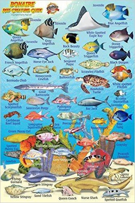 Franko Maps Bonaire Reef Creatures Guide (MiniCard)