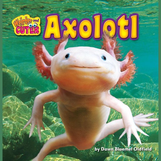 Axolotl