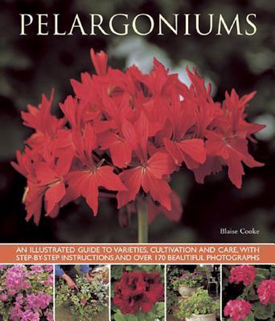 Pelargoniums