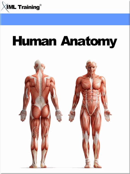 Human Body - Human Anatomy (Human Body)