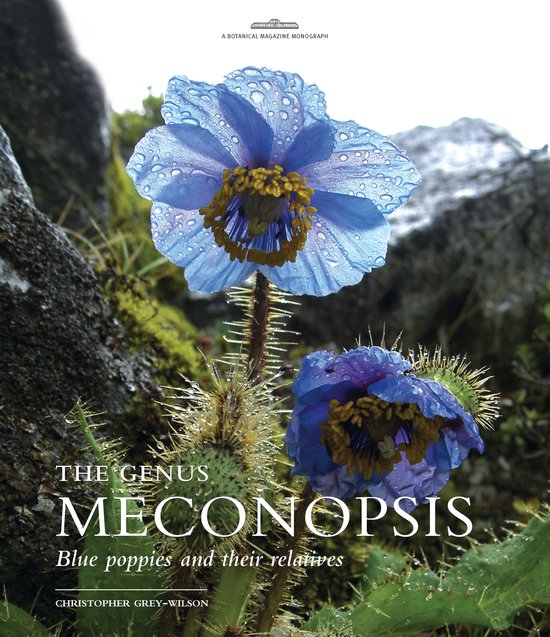 Genus Meconopsis