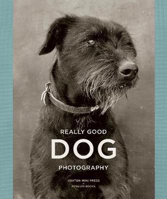 Really Good Dog Photography