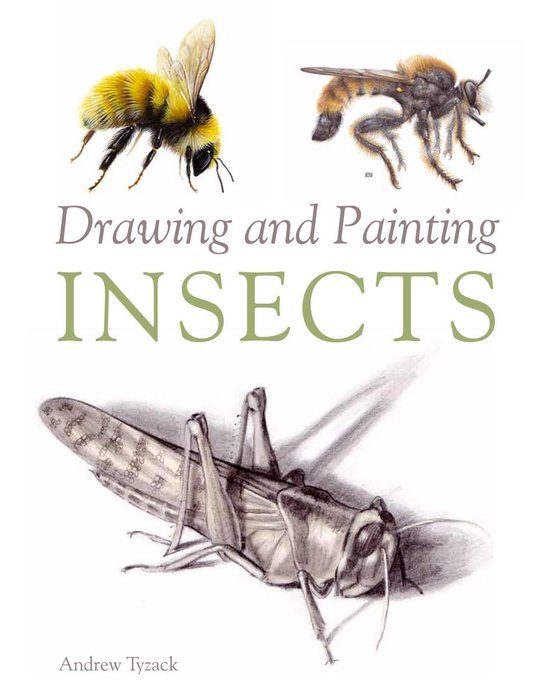 Drawing and Painting Insects