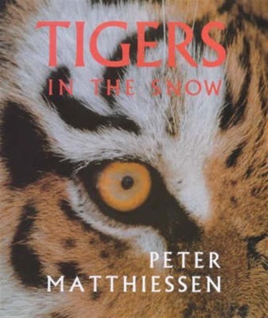 Tigers In The Snow