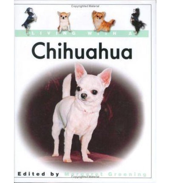 Living With A Chihuahua