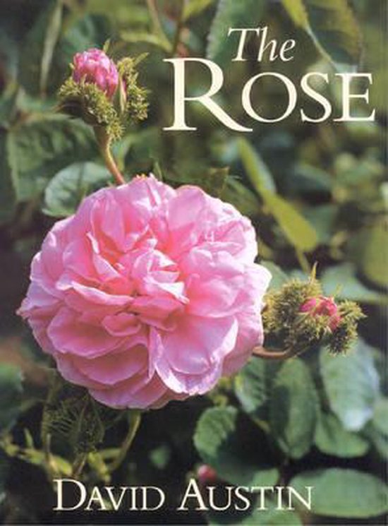 The Rose