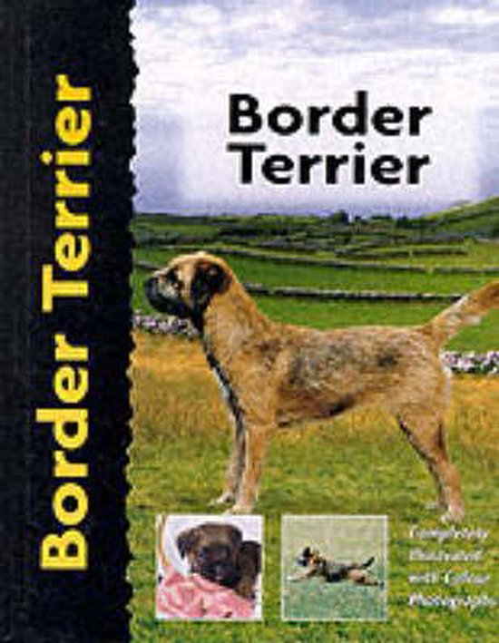 Border Terrier