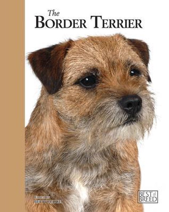 Border Terrier