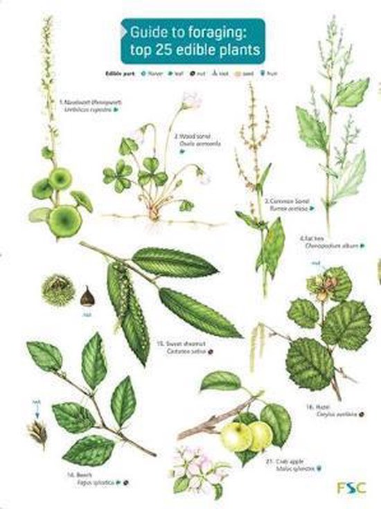 Guide to Foraging