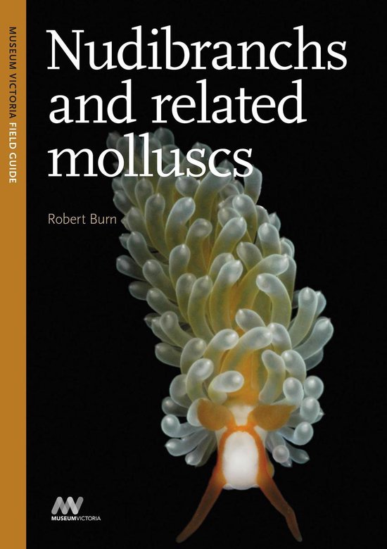 Nudibranchs and Related Molluscs