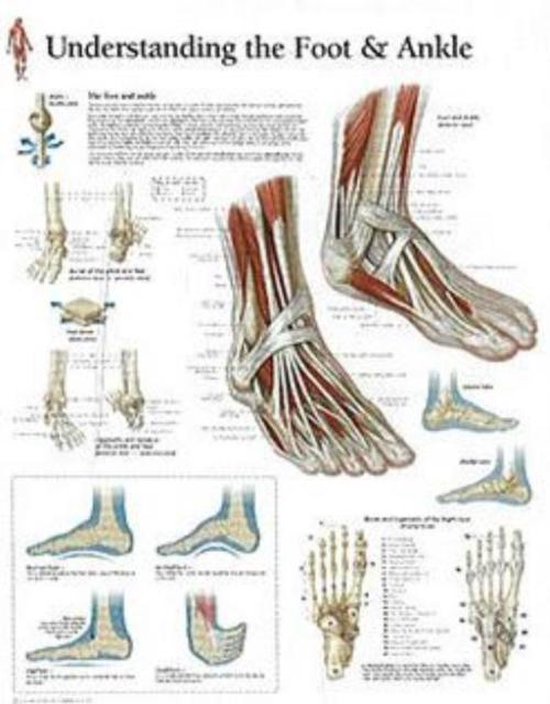 Understanding The Foot & Ankle