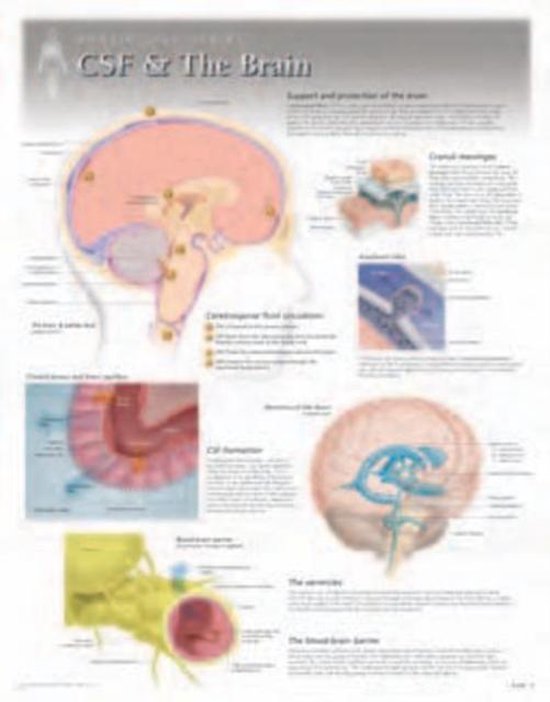 Csf & the Brain