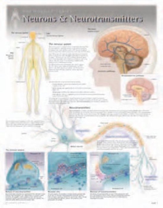 Neurons & Neurotransmitters