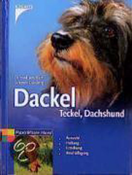 Dackel. Teckel. Dachshund