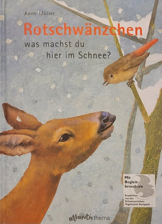 Rotschwänzchen - was machst du hier im Schnee?