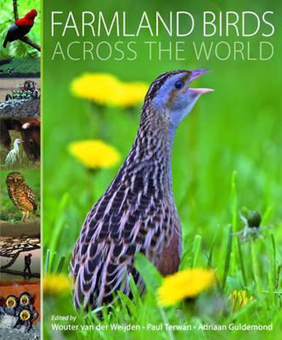 Farmland Birds Across the World