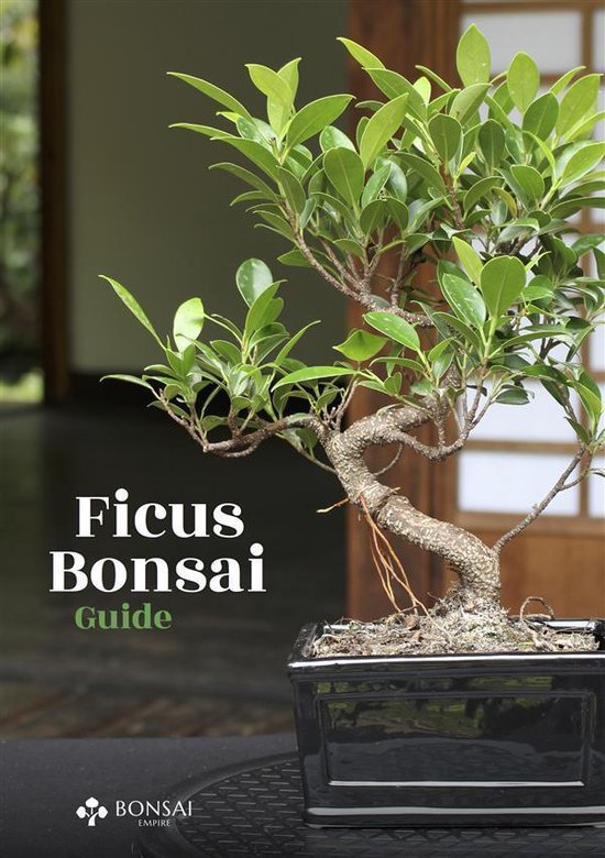 Ficus Bonsai Guide