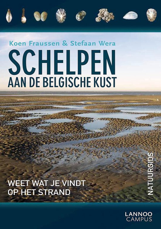 Schelpen aan de Belgische kust