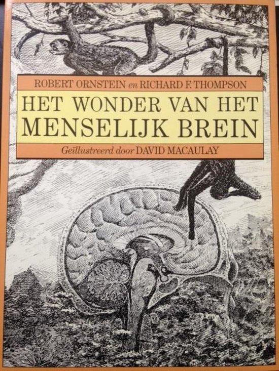 Het wonder van het menselijk brein