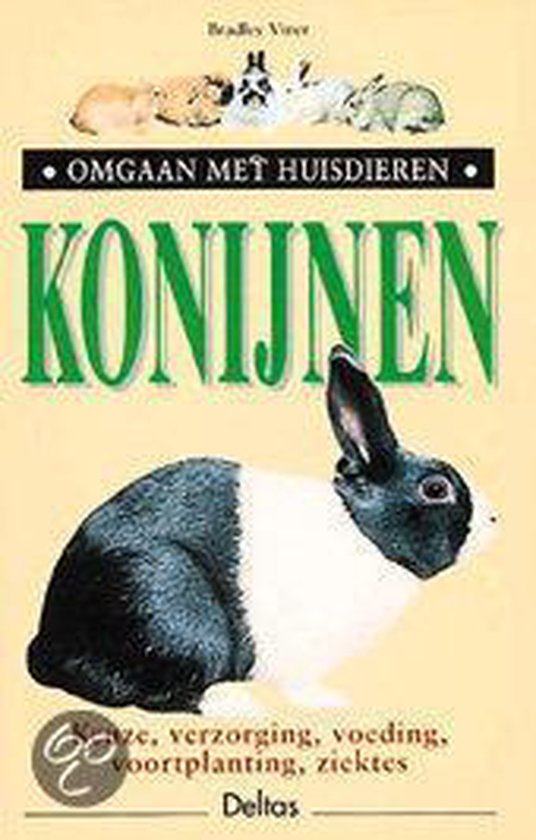 Konijnen Omgaan Met Huisdieren