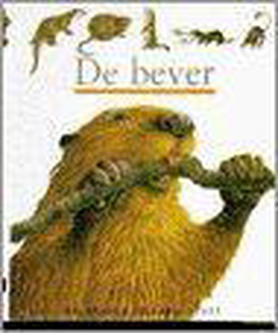 Bever