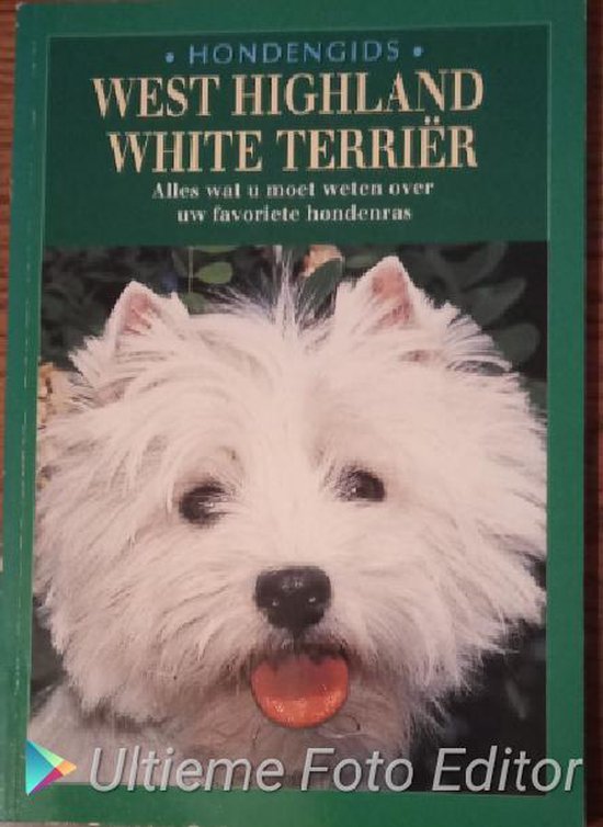 West highland white terrier