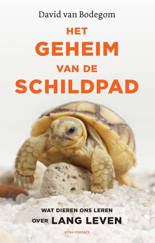 Het geheim van de schildpad