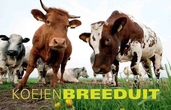 Breeduit - Koeien Breeduit