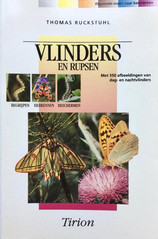 Vlinders En Rupsen