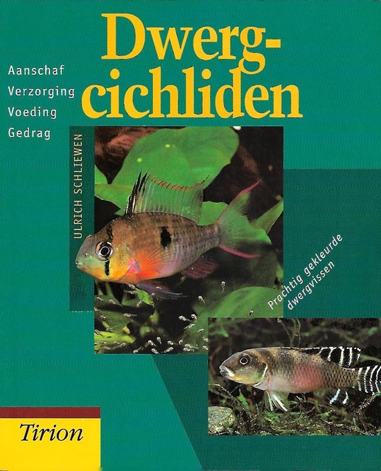 Dwergcicliden