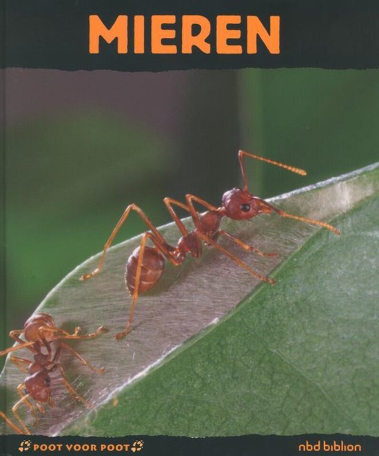 Mieren