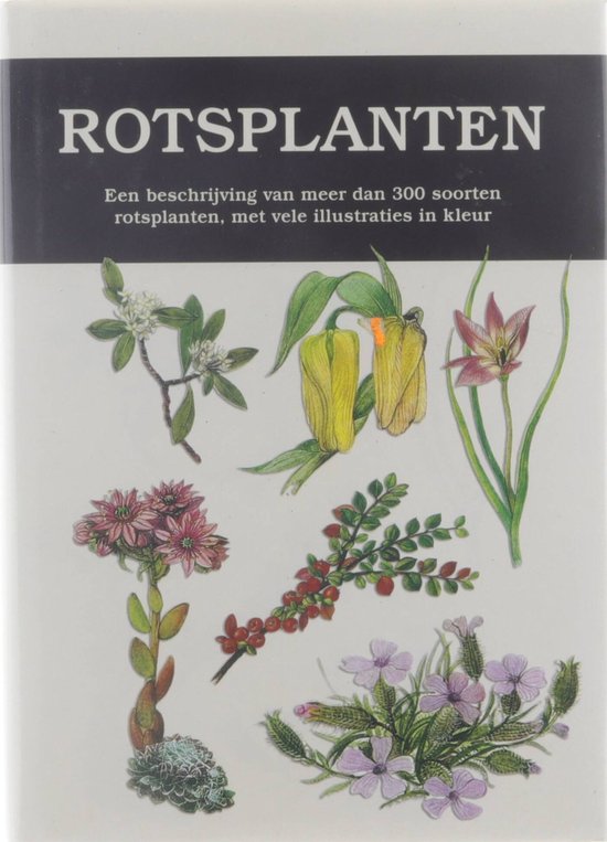 Rotsplanten