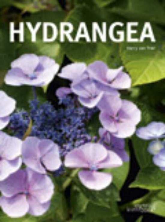 Hydrangea