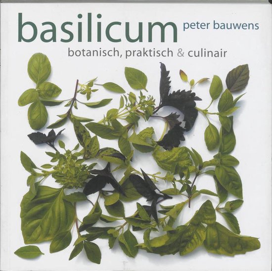 Basilicum